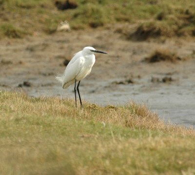 Kleine Zilverreiger/Little Egret Zeebrugge 8 maart 2008