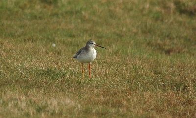 Zwarte Ruiter/ Spotted Redshank Zeebrugge 8 maart 2008