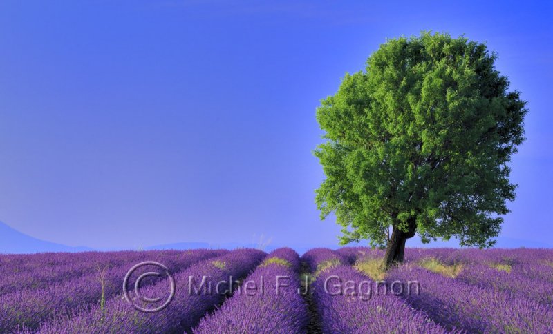 Plateau de Valensole (7+7+8 => 24 HM)
