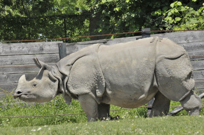 Le rhinocros