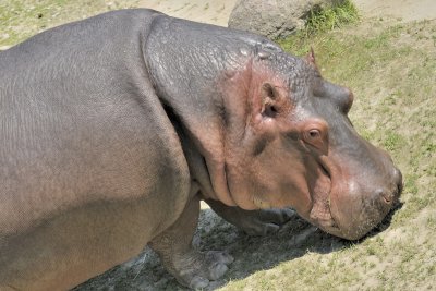Quoi a?...lhippopotame