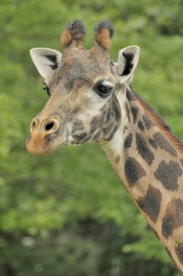 La giraffe