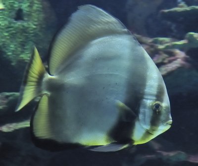 Le poisson  tropical