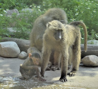 Une famille de babouins