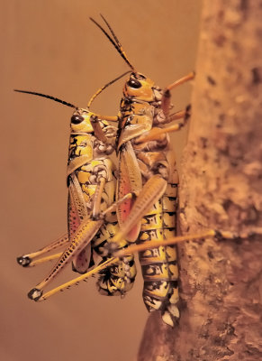 L'amour entre romalea microptera