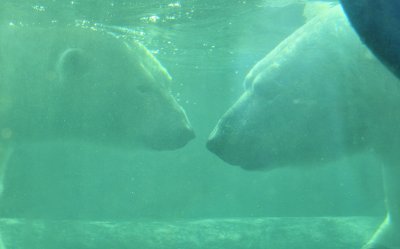 Lamour entre ursus maritimus