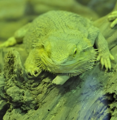 Le lzard