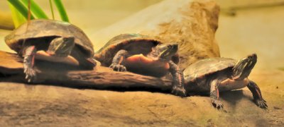 Les tortues