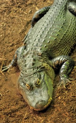 L'alligator