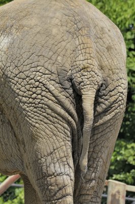 Le cul de l'lphant