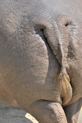 Le cul de lhippopotame