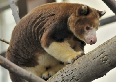 Un type de kangourou