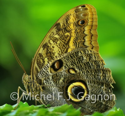 Owl Butterfly (22)