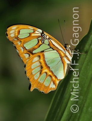 Malachite Butterfly (23) - HM