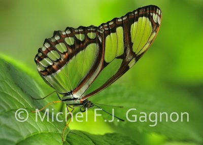 Nature (70)