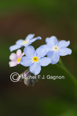 Myosotis (sylvatica) dans notre jardin