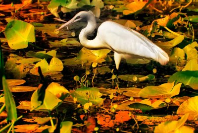 Fall Color Egret.jpg