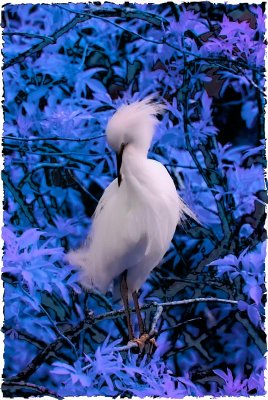 Snowy Egret.jpg