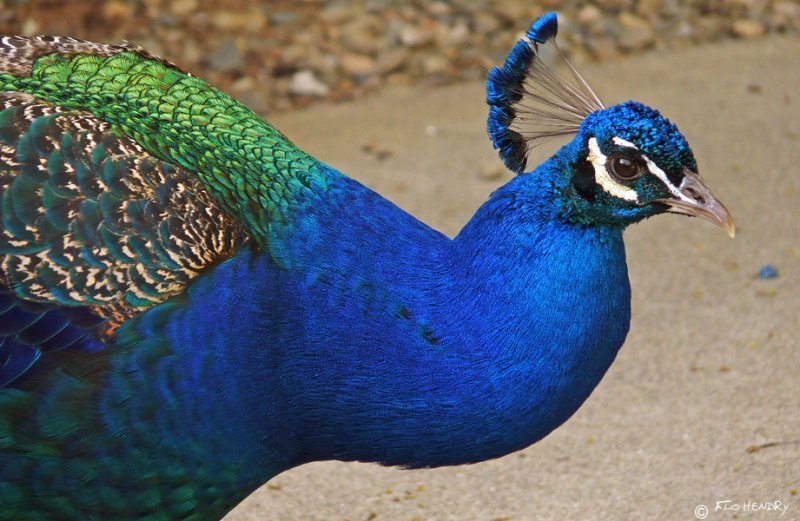 Peacock