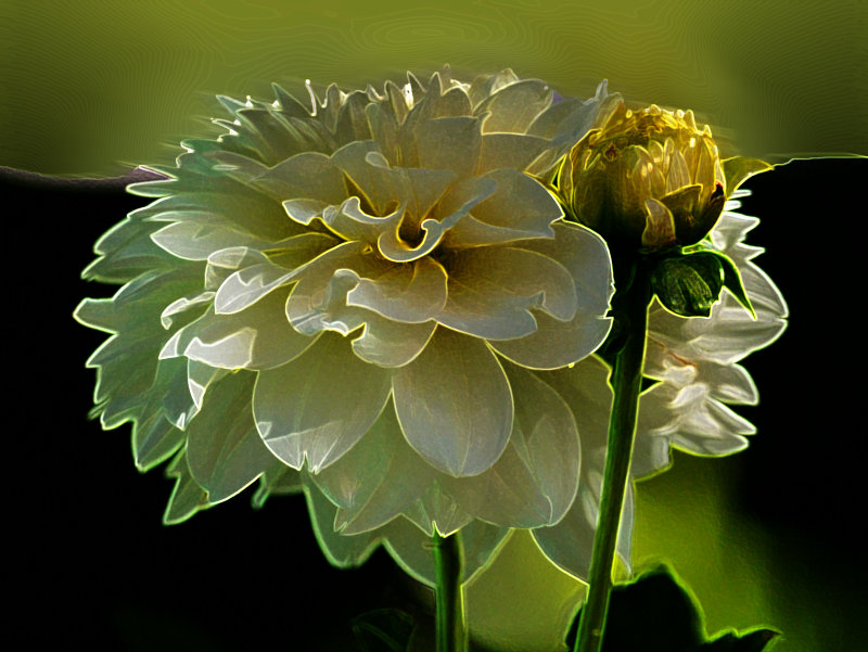 White Zenia  A Glowing