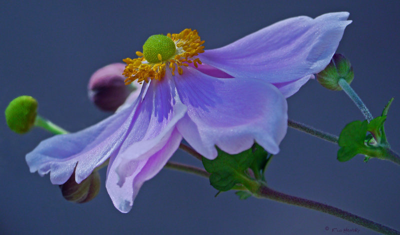  Elegance of  the Japanese Anemone