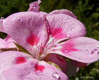 Drops on Pink Flower