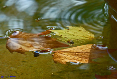 Fall Leaves in Fountain