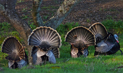 Wild Turkeys