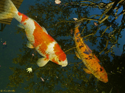 Koi Fish