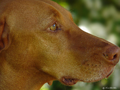 Study of a Vizsla from head to tail (4 Images)