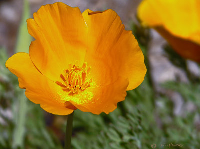 California Poppy (Eschscholzia Californica) (2 shots)