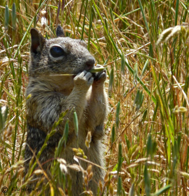 Ground Squirrel with Bad Eye