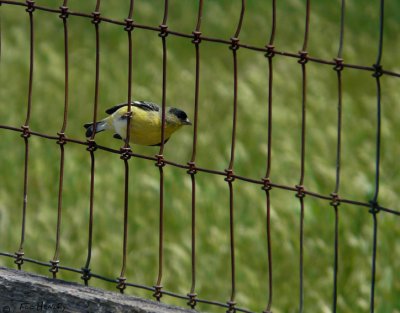 Goldfinch (Lesser)