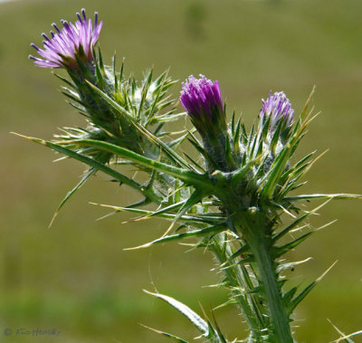 Thistle, tall smaller flowers
