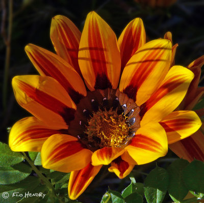 unid sunflower, orange yellow
