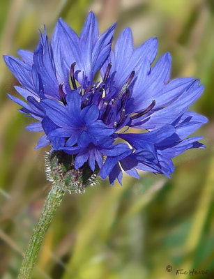 Bachelor's Button / Cornflower Blue (Centaurea cyanus) 