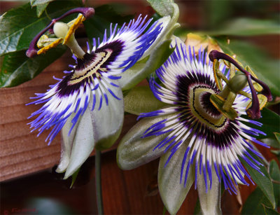 Passion Flower (Passiflora caerulea)