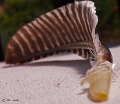 The Gobbler's Feather