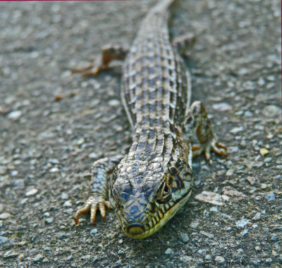 09 06 16_alligator lizard_0046_edited-1.jpg