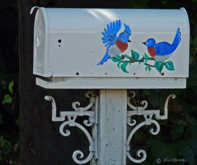 Painted_Bluebirds