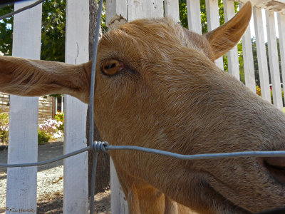 goat face stare.jpg