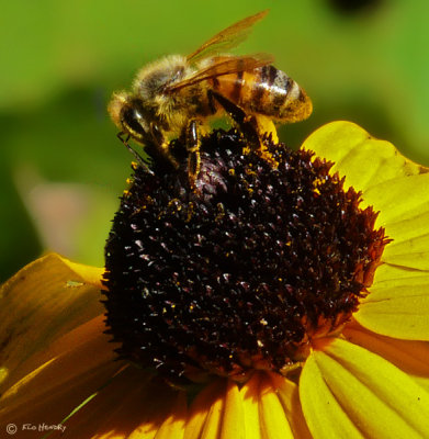 The Collector for Sue Bee Honey