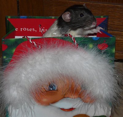 CrookLi in Santa Gift Bag