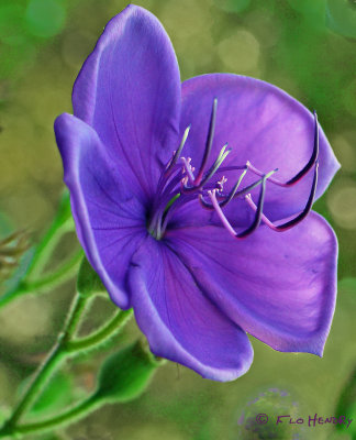 purple flower_1_.jpg