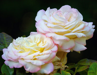 Pair of Pale Roses