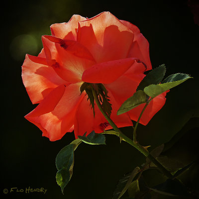 Rose Orange backlit