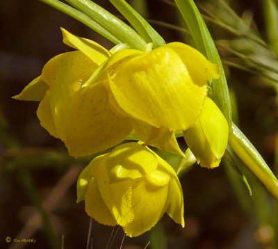 Mt. Diablo Globe Tulip