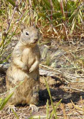 Ground Squirrel - On the Lookout