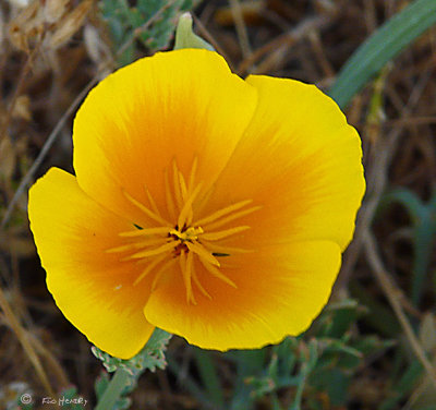 California Poppy - color variation