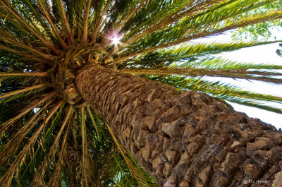 Palm Tree with Peeping Sun
